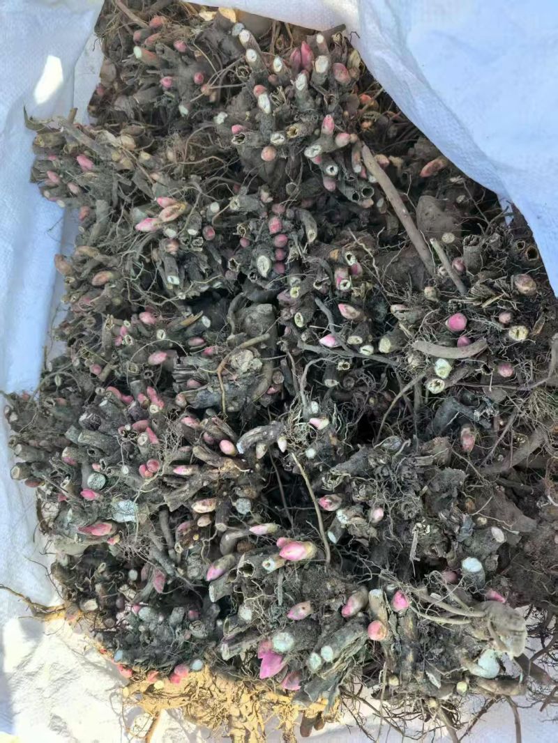 精品赤芍芽头