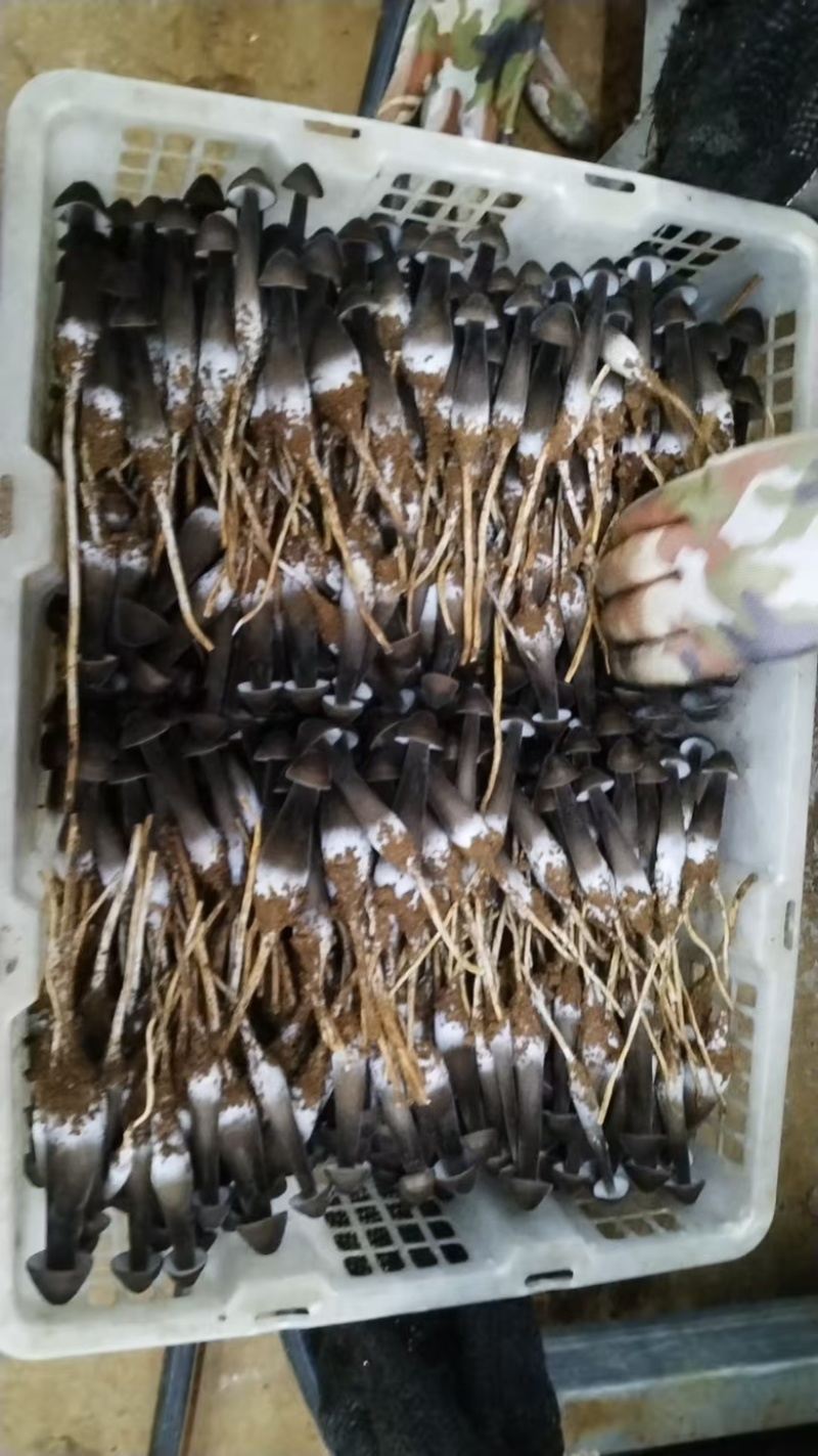 黑皮鸡纵菌一级