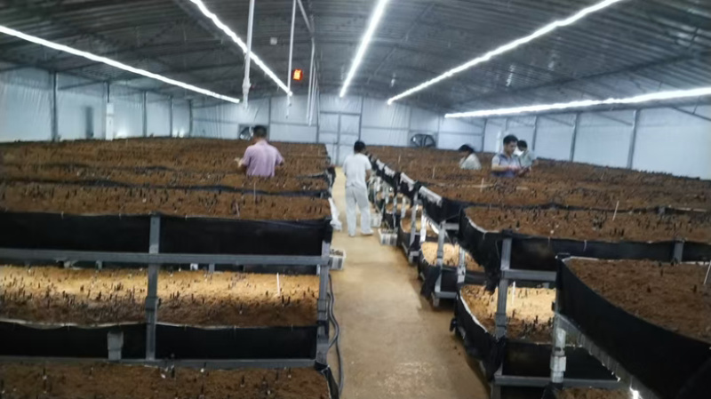 黑皮鸡纵菌一级
