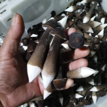 黑皮鸡纵菌一级