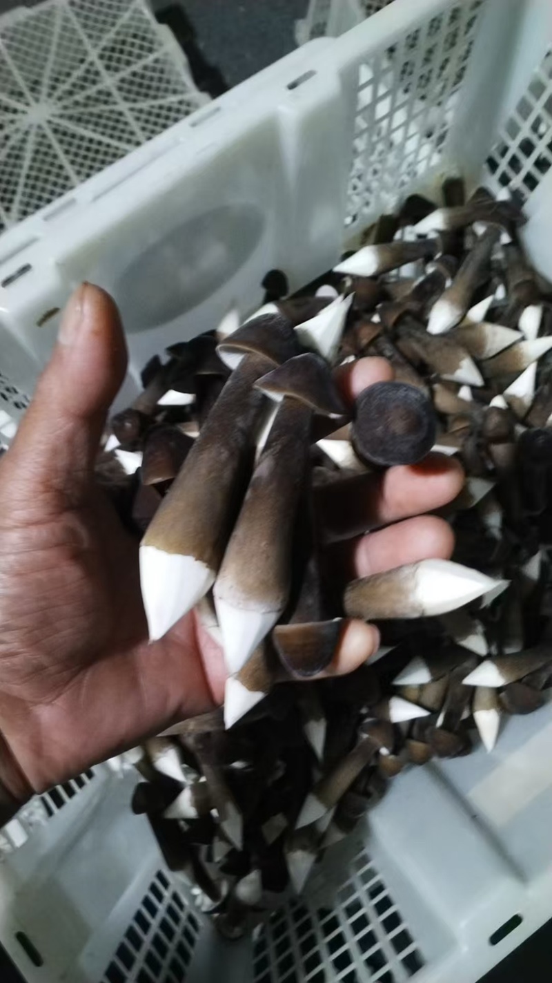 黑皮鸡纵菌一级