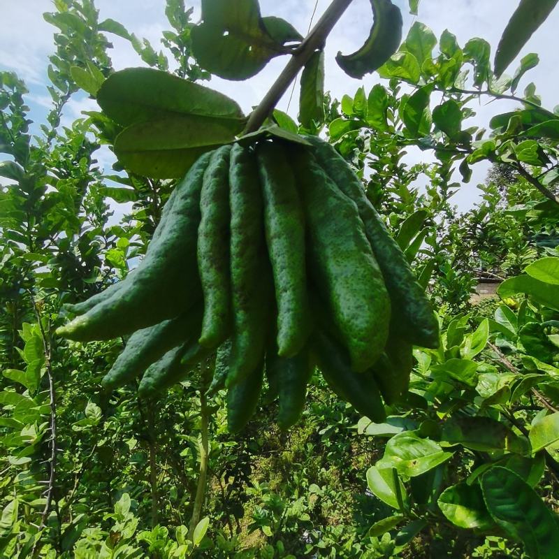 拂手