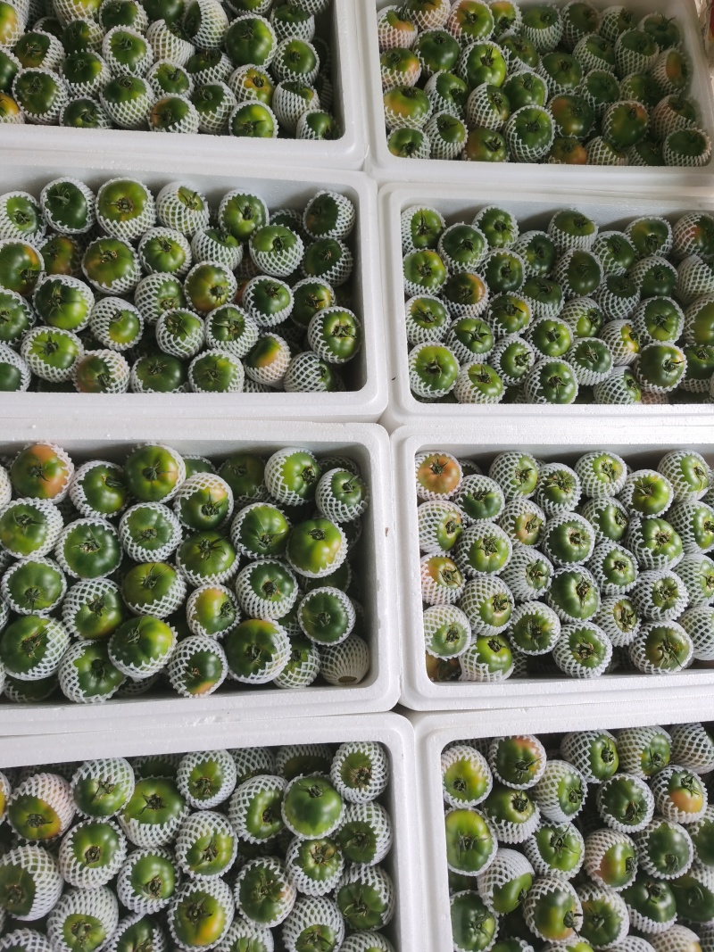 草莓西红柿铁皮柿子
