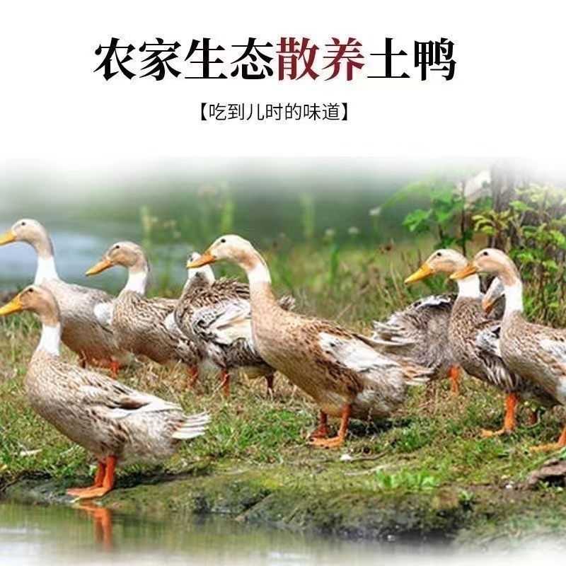 土鸭蛋黄心没有色素没有抗生素纯粮食喂养
