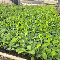 巴西桂一南天王威廉斯香蕉苗征地专用场地即将到期