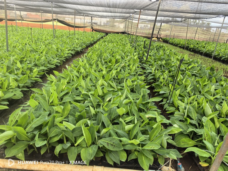 巴西桂一南天王威廉斯香蕉苗征地专用场地即将到期