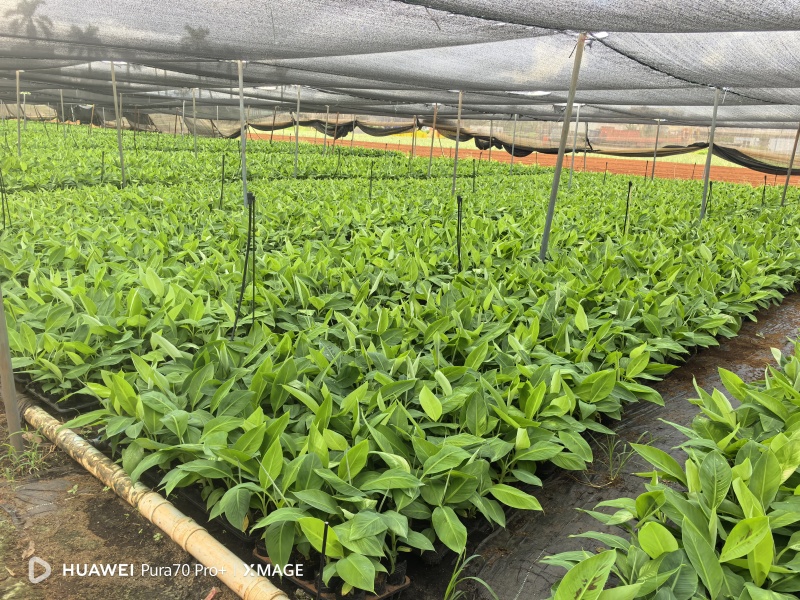 巴西桂一南天王威廉斯香蕉苗征地专用场地即将到期