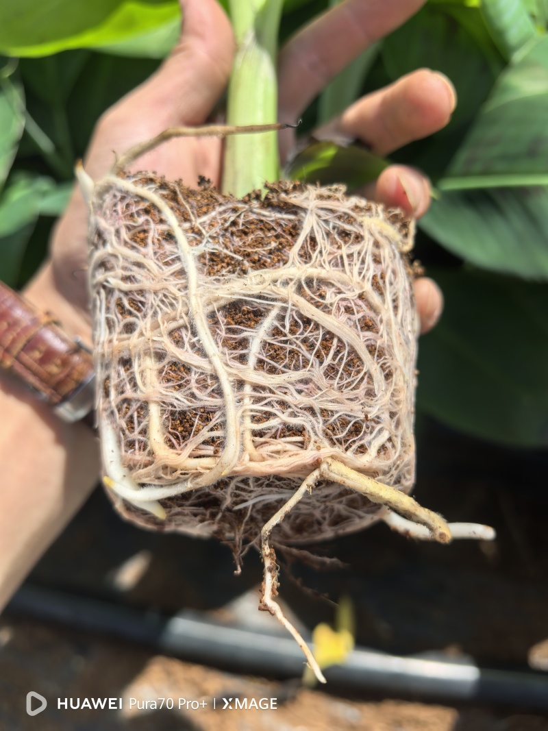 巴西桂一南天王威廉斯香蕉苗征地专用场地即将到期