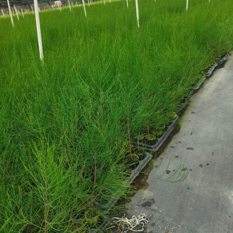 木麻黄树苗造林复绿苗马尾松树苗短枝木麻黄驳骨树苗