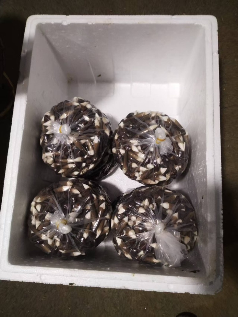 黑皮鸡纵菌一级