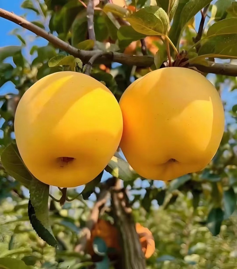 小山村果蔬有限公司