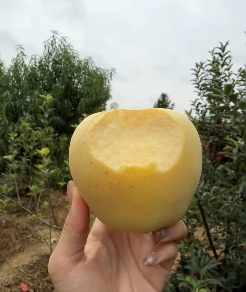小山村果蔬有限公司