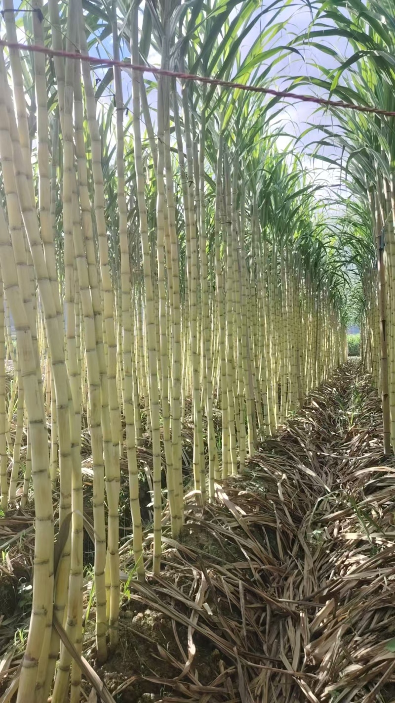 云南黄皮黄金甘蔗，产地直供，货源充足支持代发可大量发货。