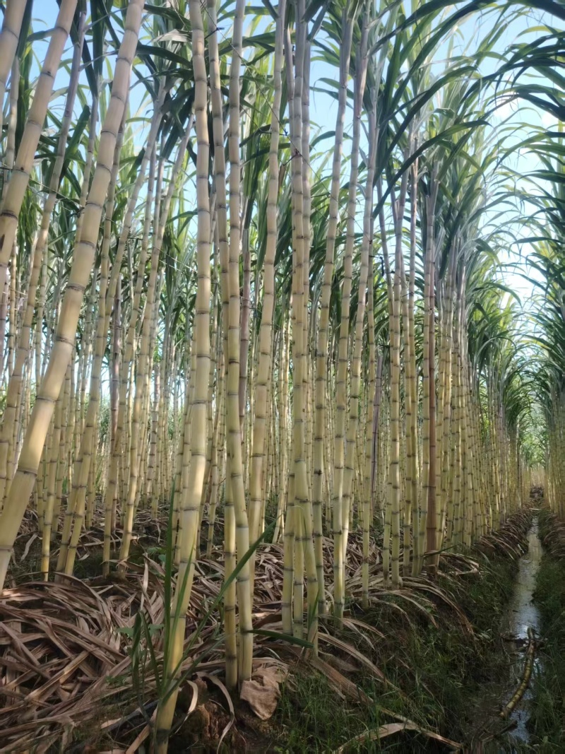 云南黄皮黄金甘蔗，产地直供，货源充足支持代发可大量发货。