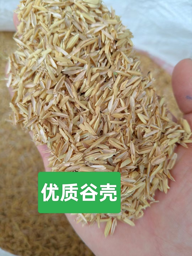 优质谷壳持续供应