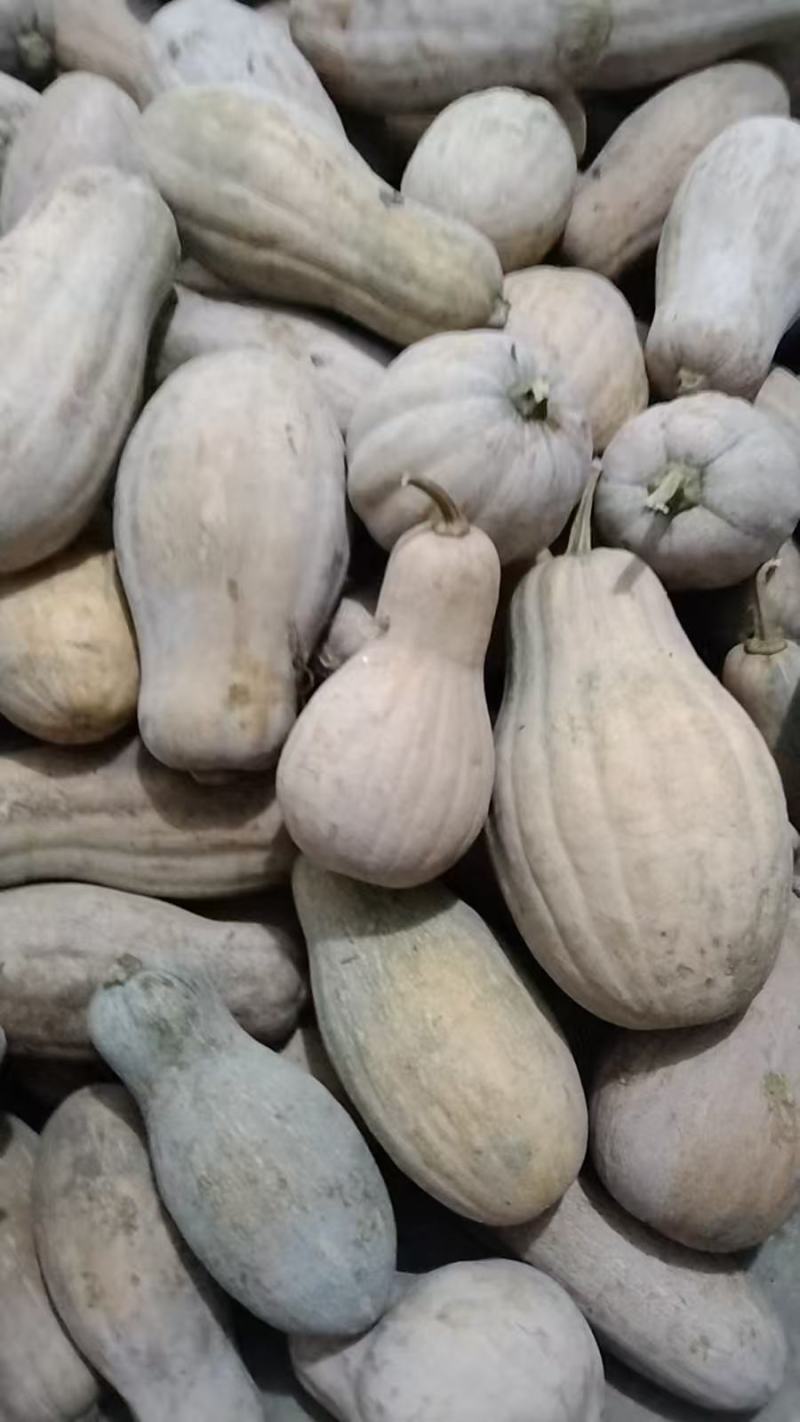 老南瓜