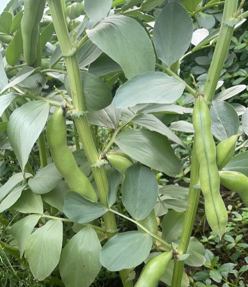 七粒香香蕉蚕豆种子罗汉豆种籽春秋冬季播早熟耐寒胡豆种孑