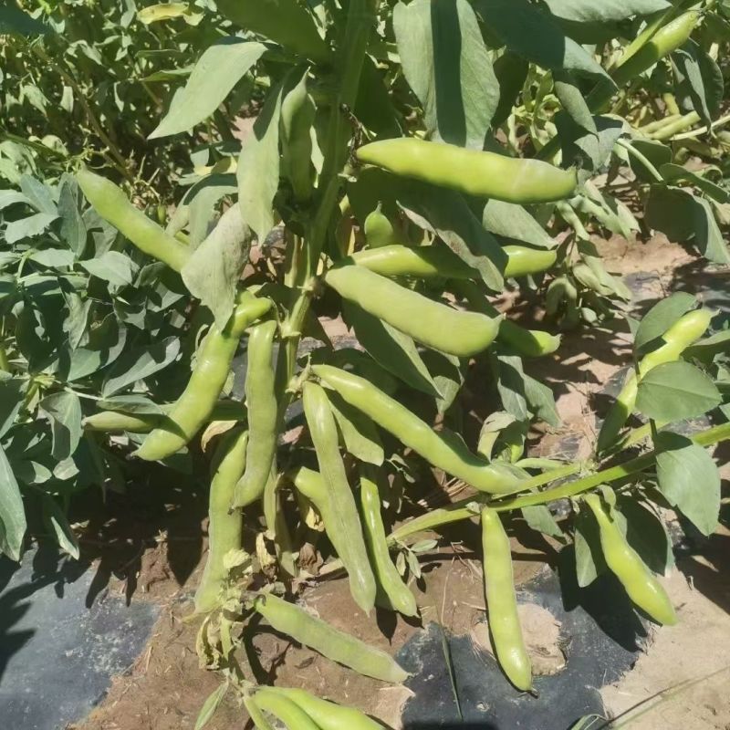 七粒香香蕉蚕豆种子罗汉豆种籽春秋冬季播早熟耐寒胡豆种孑