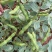 七粒香香蕉蚕豆种子罗汉豆种籽春秋冬季播早熟耐寒胡豆种孑
