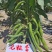 七粒香香蕉蚕豆种子罗汉豆种籽春秋冬季播早熟耐寒胡豆种孑