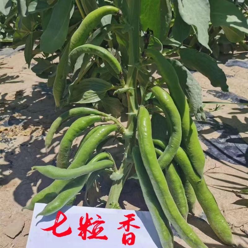 七粒香香蕉蚕豆种子罗汉豆种籽春秋冬季播早熟耐寒胡豆种孑