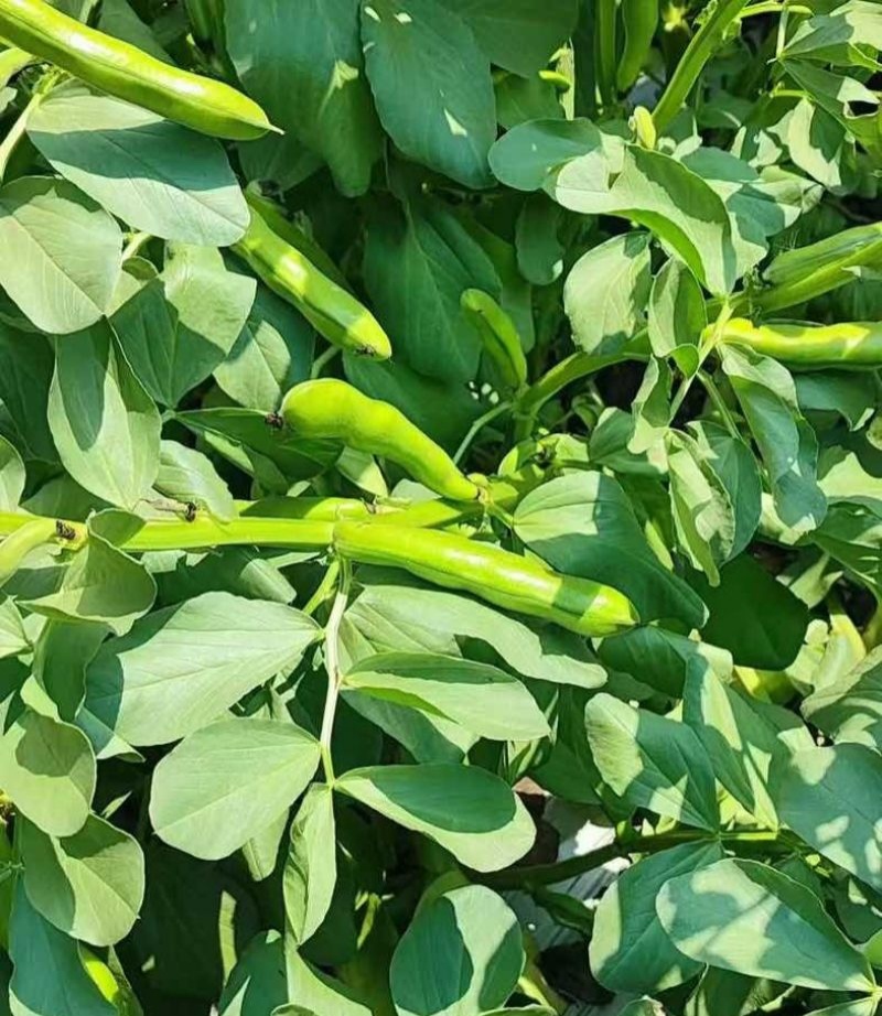 七粒香香蕉蚕豆种子罗汉豆种籽春秋冬季播早熟耐寒胡豆种孑