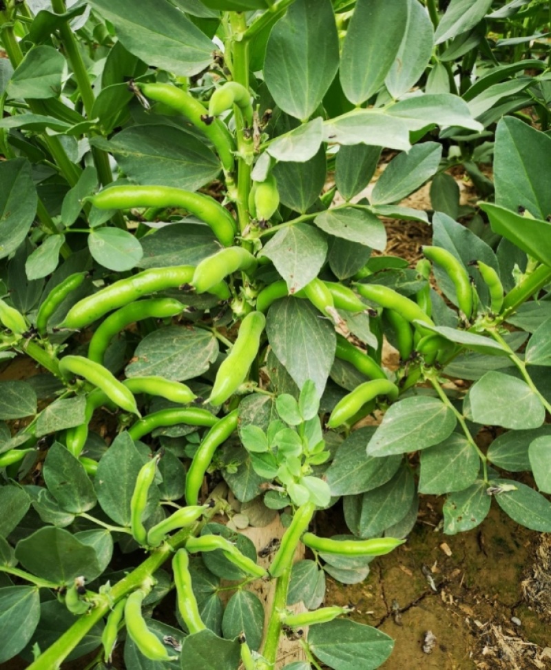 七粒香香蕉蚕豆种子罗汉豆种籽春秋冬季播早熟耐寒胡豆种孑