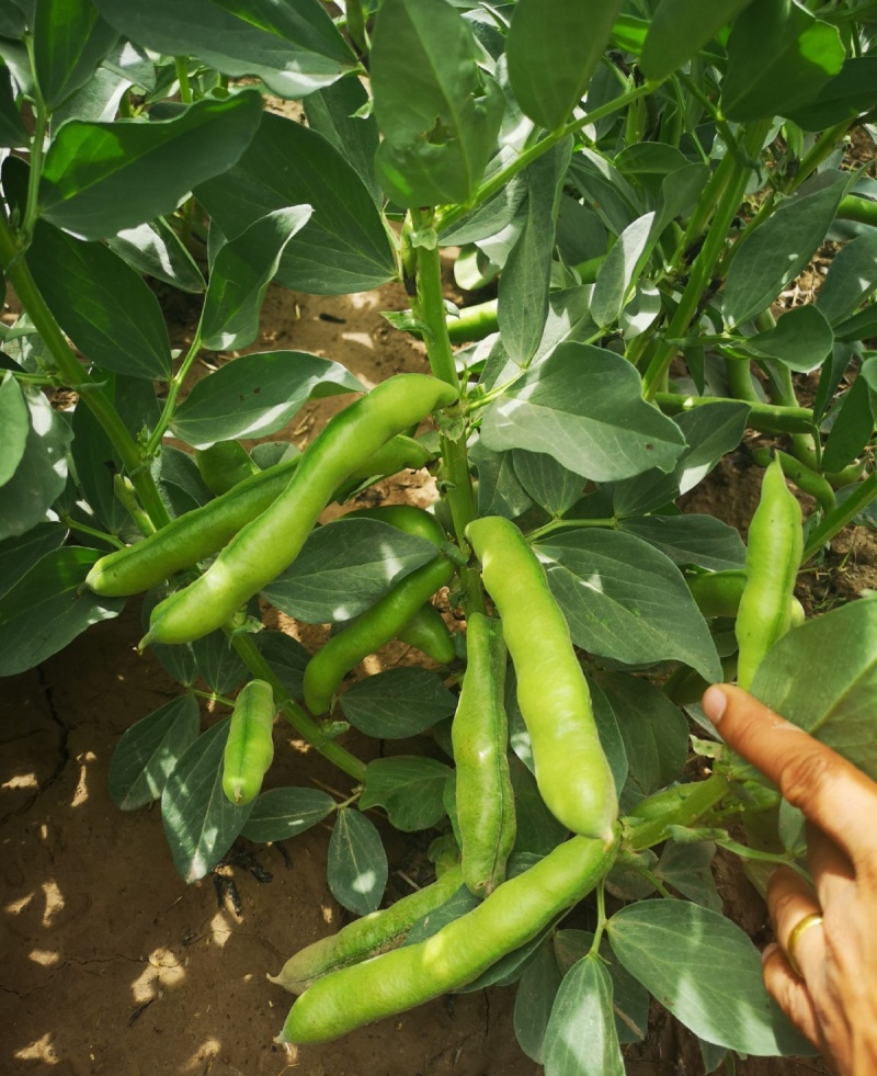 七粒香香蕉蚕豆种子罗汉豆种籽春秋冬季播早熟耐寒胡豆种孑