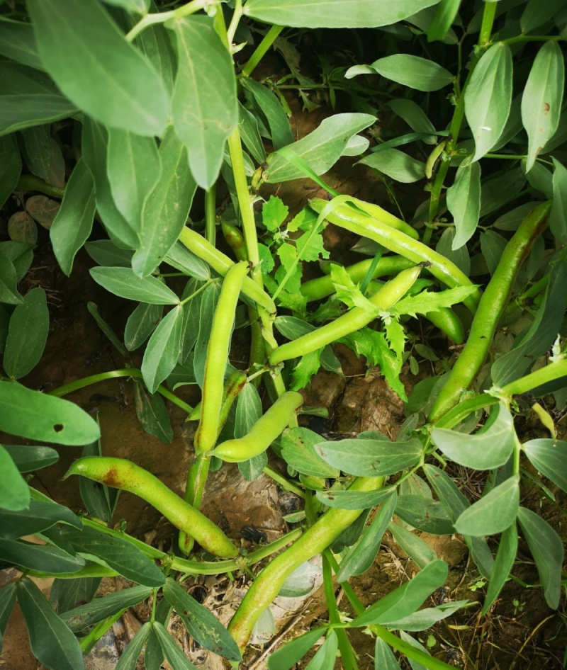 七粒香香蕉蚕豆种子罗汉豆种籽春秋冬季播早熟耐寒胡豆种孑