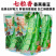 七粒香香蕉蚕豆种子罗汉豆种籽春秋冬季播早熟耐寒胡豆种孑