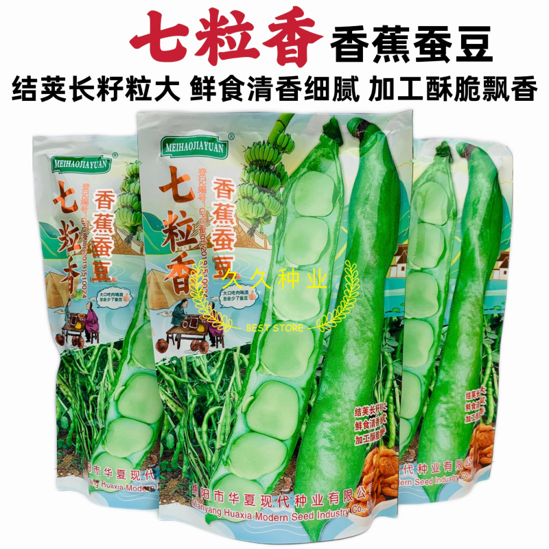 七粒香香蕉蚕豆种子罗汉豆种籽春秋冬季播早熟耐寒胡豆种孑
