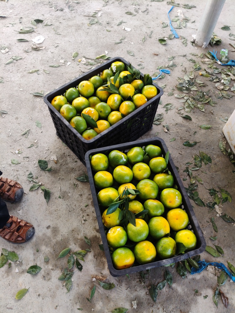 带叶大果大量有货