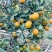 脆蜜金柑大量上市，现货需要的联系，最早的一批脆蜜