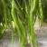 世超50辣椒种子特长线椒种籽抗病高产香辣口感好蔬菜种子基