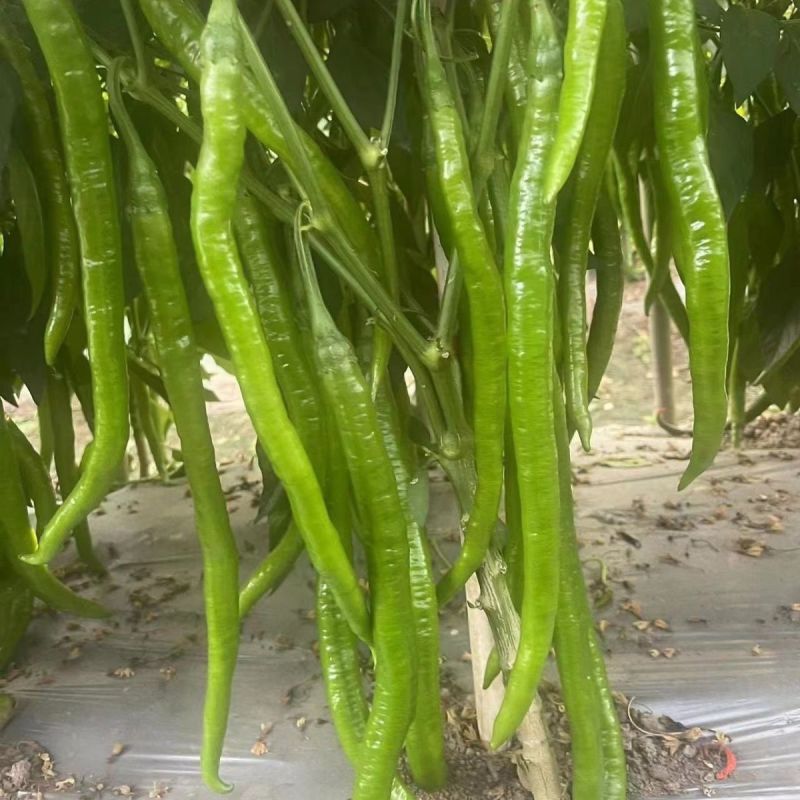 世超50辣椒种子特长线椒种籽抗病高产香辣口感好蔬菜种子基