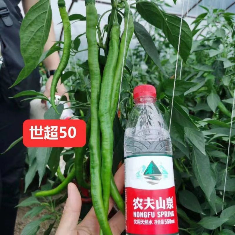 世超50辣椒种子特长线椒种籽抗病高产香辣口感好蔬菜种子基