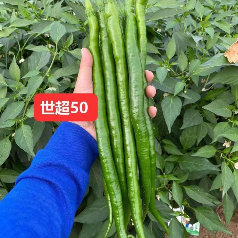 世超50辣椒种子特长线椒种籽抗病高产香辣口感好蔬菜种子基