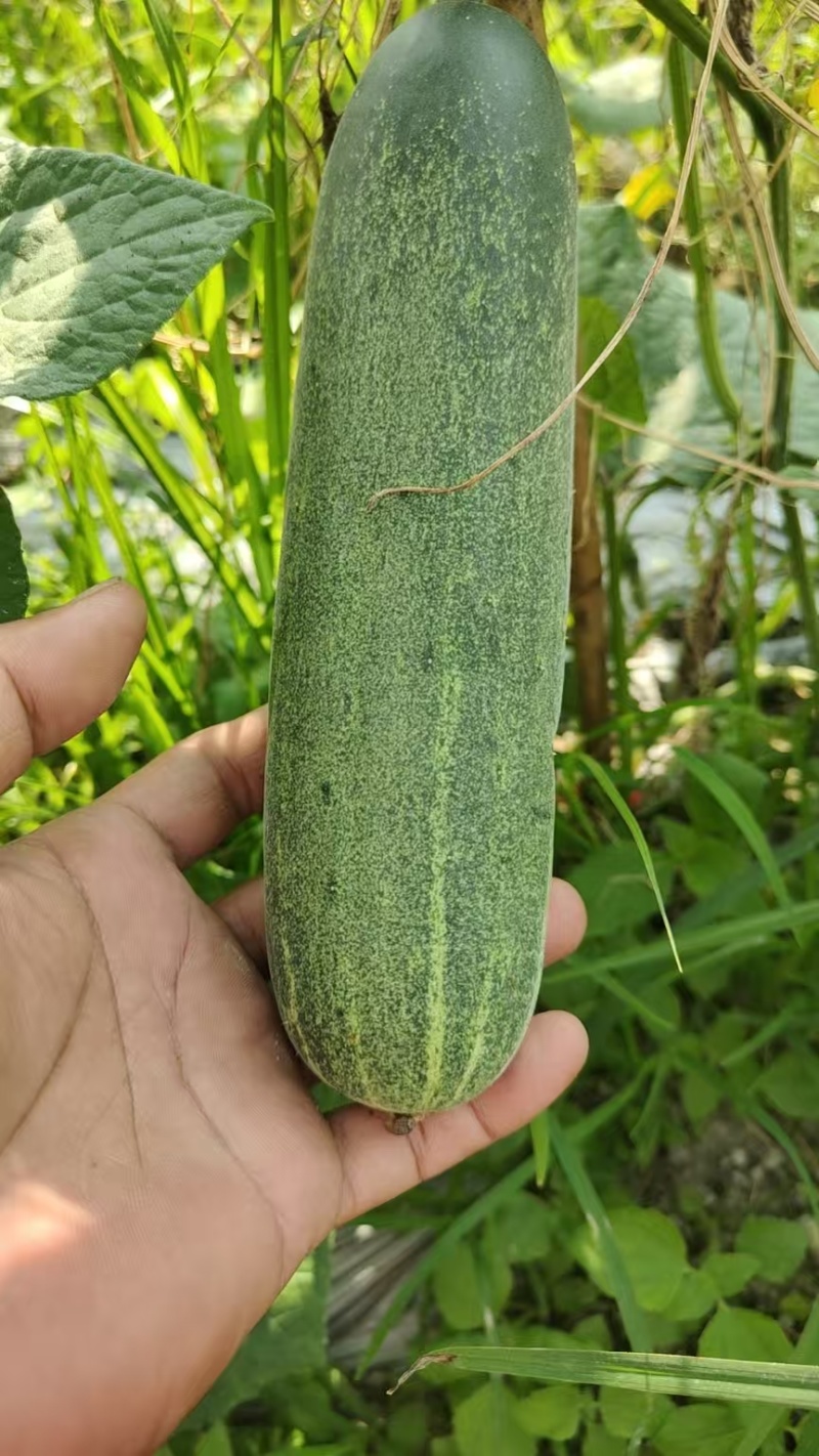 水果吊瓜#粉瓜#大瓜#老黄