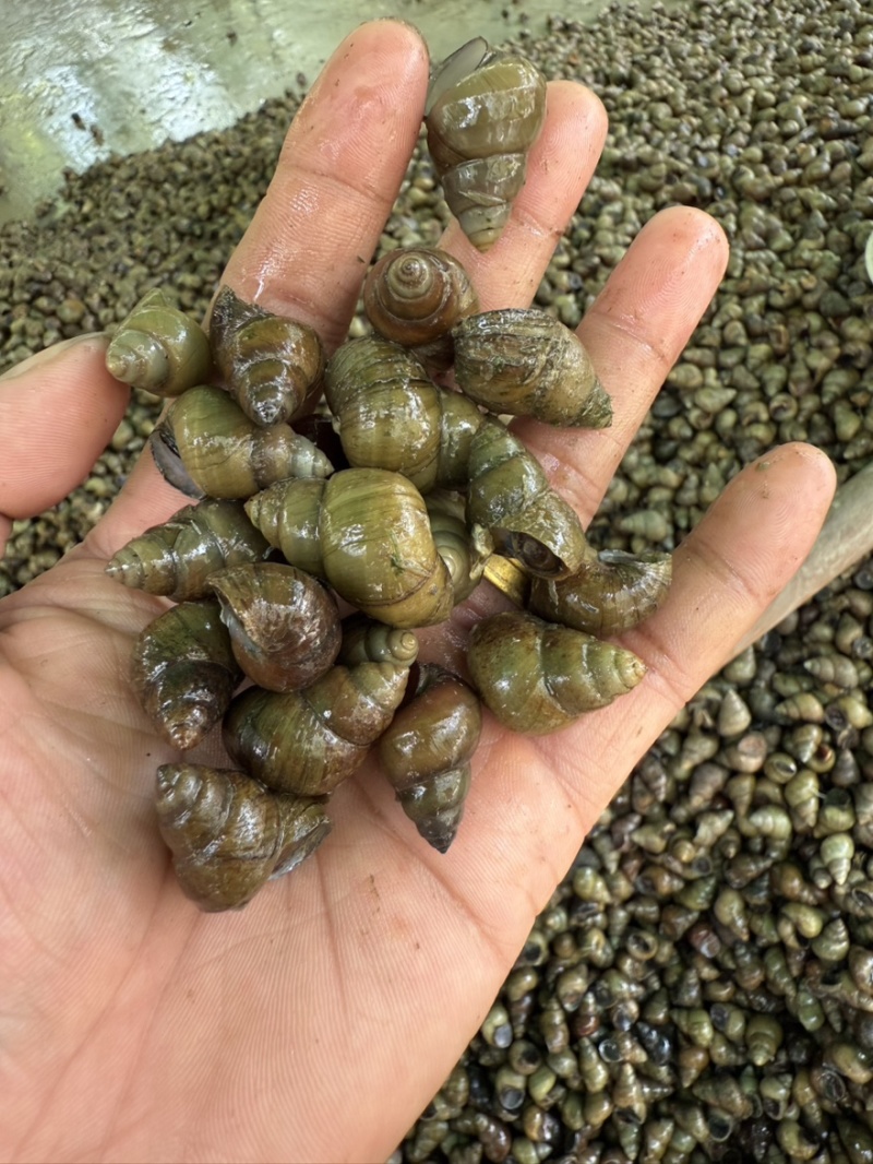 食用螺