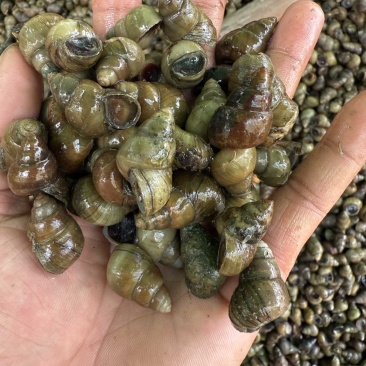 食用螺