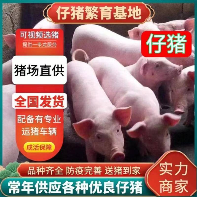 《仔猪》猪场直供三元仔猪品种齐全防疫严格备案车包送包健康