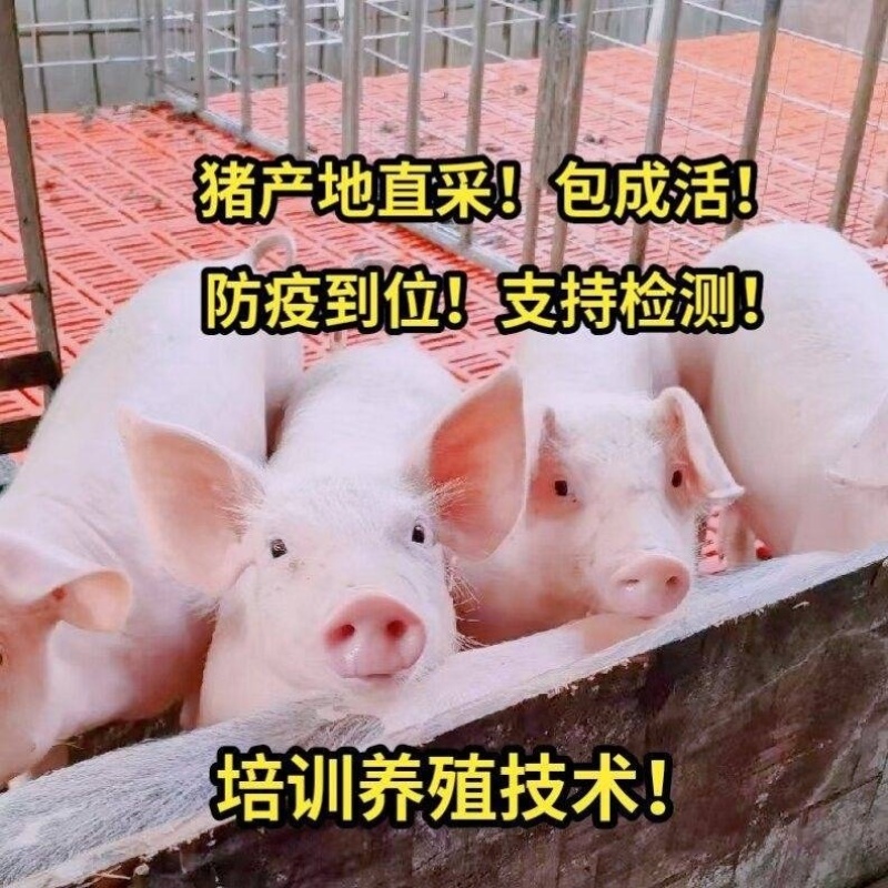 《仔猪》猪场直供三元仔猪品种齐全防疫严格备案车包送包健康
