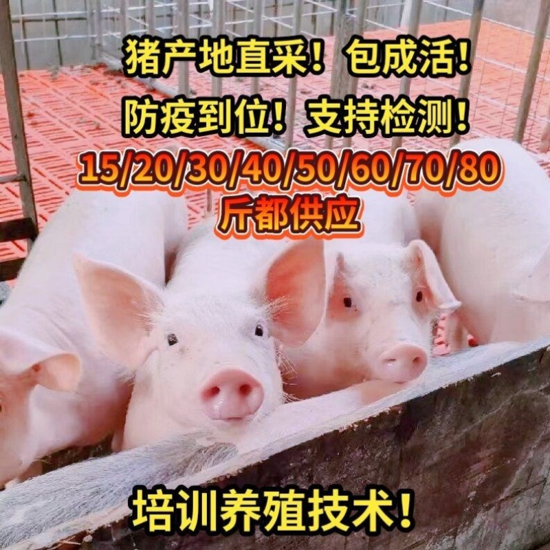 《仔猪》猪场直供三元仔猪品种齐全防疫严格备案车包送包健康