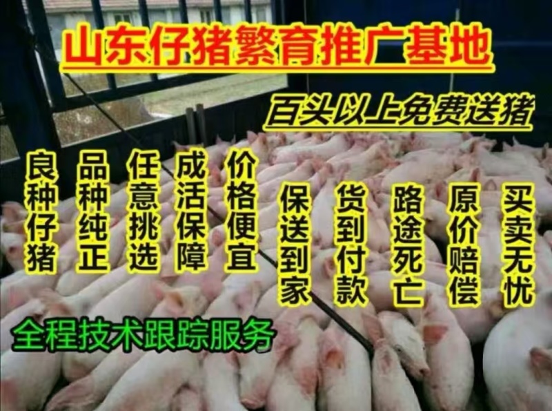 《仔猪》猪场直供三元仔猪品种齐全防疫严格备案车包送包健康