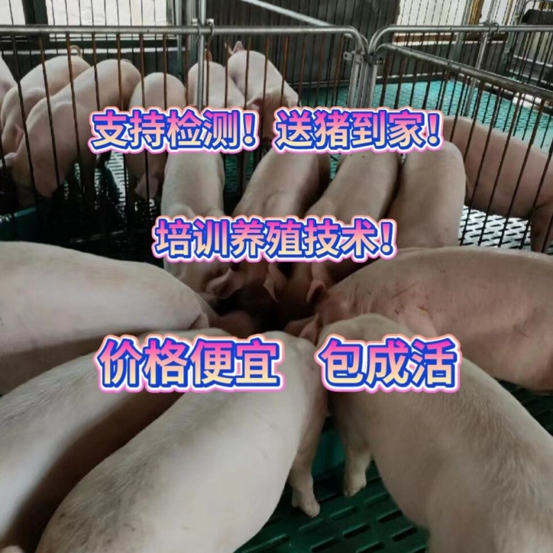 《仔猪》猪场直供三元仔猪品种齐全防疫严格备案车包送包健康