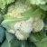 河北松花菜散花老式农户家自种现摘菜花散花农家优质花椰