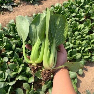 信福冬秀青梗菜种子耐寒耐抽薹耐抽苔春秋冬季上海青菜籽油绿