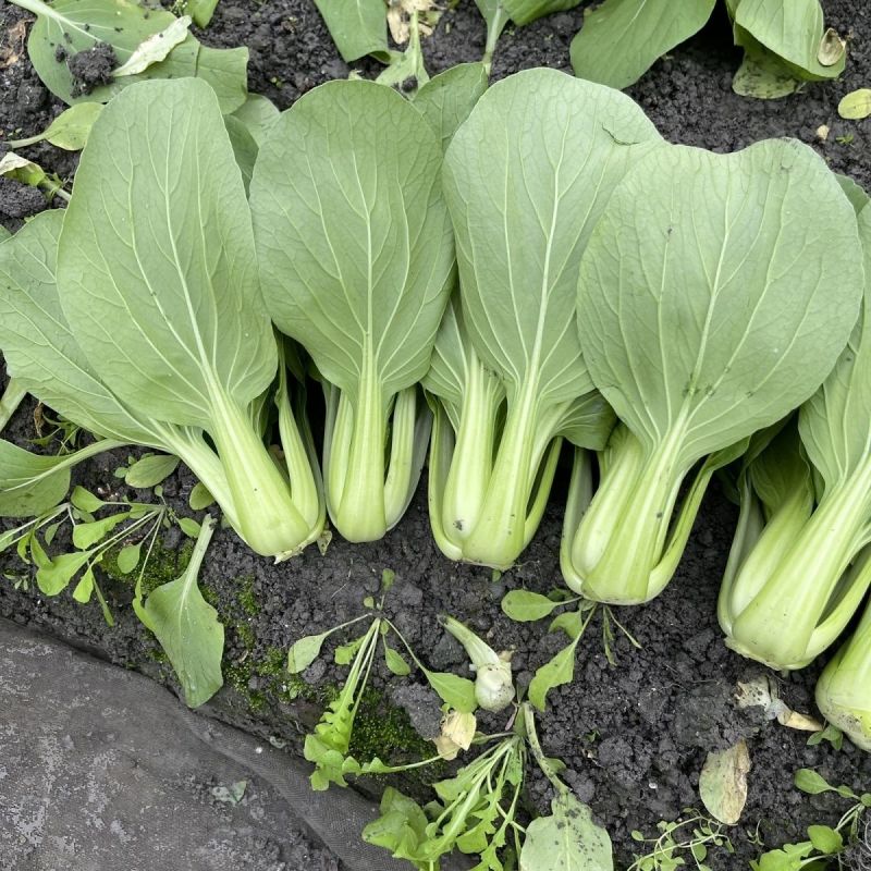 信福冬秀青梗菜种子耐寒耐抽薹耐抽苔春秋冬季上海青菜籽油绿