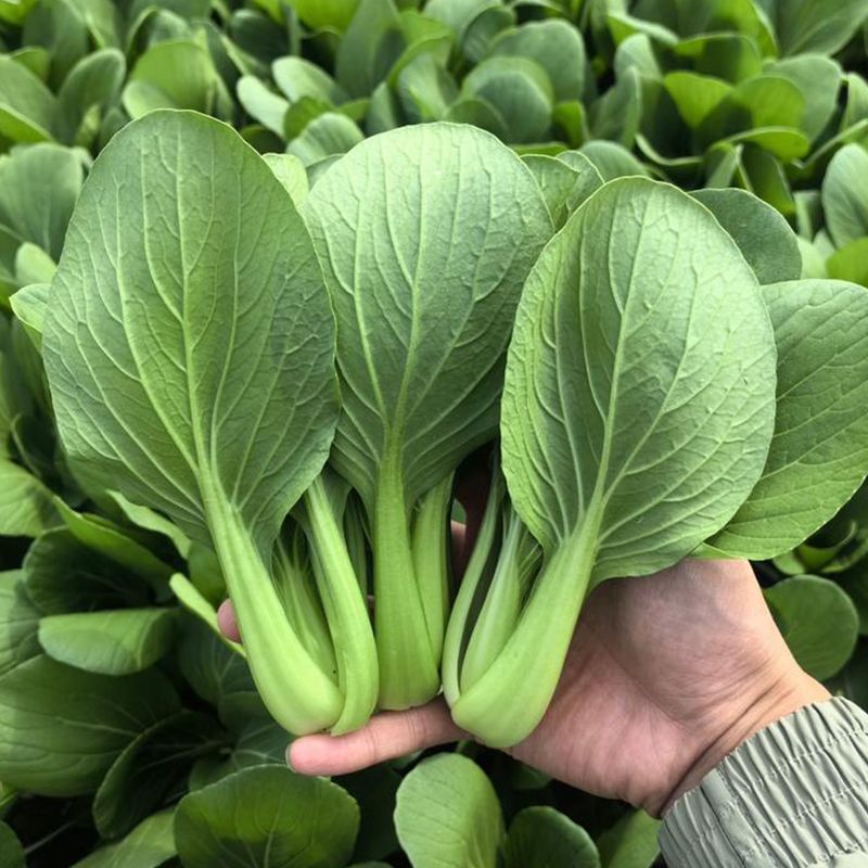 信福冬秀青梗菜种子耐寒耐抽薹耐抽苔春秋冬季上海青菜籽油绿