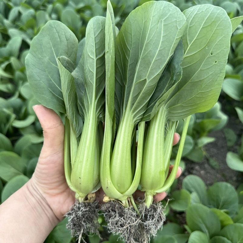 信福冬秀青梗菜种子耐寒耐抽薹耐抽苔春秋冬季上海青菜籽油绿